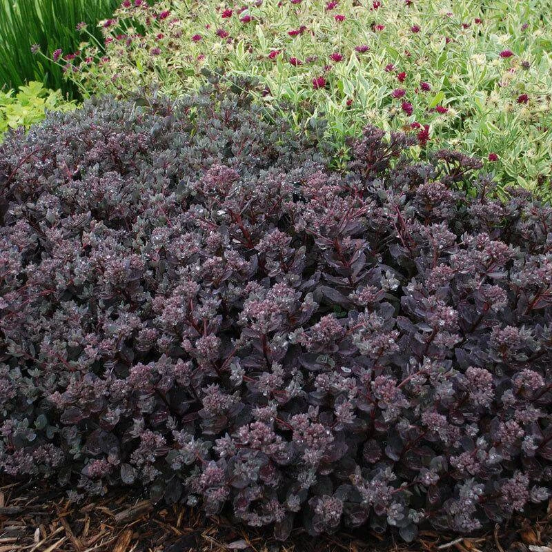 Sunsparkler® 'Dazzleberry' Stonecrop Sunsparkler® 'Dazzleberry' Stonecrop -Great Garden Plants Shop sedum sunsparkler dazzleberry 4 sw