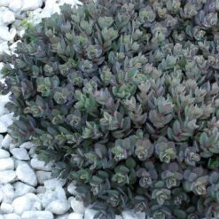 Sunsparkler® 'Dazzleberry' Stonecrop 2 Sunsparkler® 'Dazzleberry' Stonecrop -Great Garden Plants Shop sedum sunsparkler dazzleberry 7 sw
