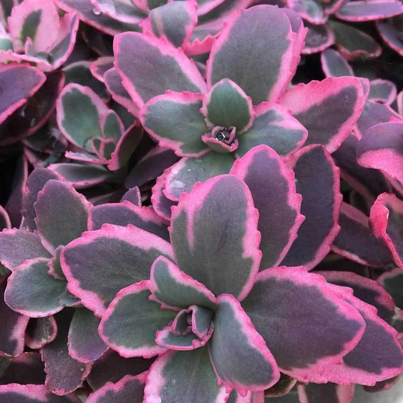 Sunsparkler® 'Dream Dazzler' Stonecrop Sunsparkler® 'Dream Dazzler' Stonecrop -Great Garden Plants Shop sedum sunsparkler dream dazzler 1