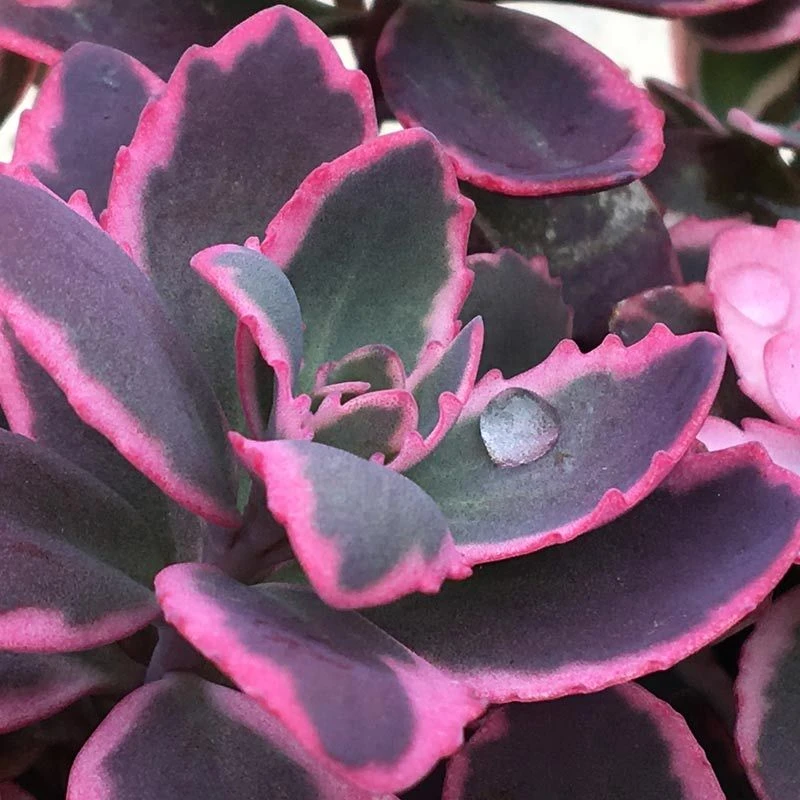 Sunsparkler® 'Dream Dazzler' Stonecrop Sunsparkler® 'Dream Dazzler' Stonecrop -Great Garden Plants Shop sedum sunsparkler dream dazzler 2