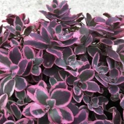 Sunsparkler® 'Dream Dazzler' Stonecrop 2 Sunsparkler® 'Dream Dazzler' Stonecrop -Great Garden Plants Shop sedum sunsparkler dream dazzler 3