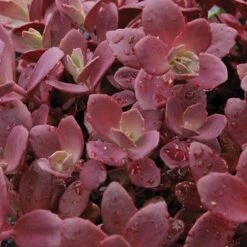 Sunsparkler® 'Firecracker' Stonecrop -Great Garden Plants Shop sedum sunsparkler firecracker 1 sw