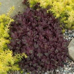 Sunsparkler® 'Firecracker' Stonecrop -Great Garden Plants Shop sedum sunsparkler firecracker 2 sw