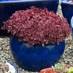 Great Garden Plants Shop -Great Garden Plants Shop sedum sunsparkler firecracker 3 sw