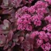 Sunsparkler® 'Firecracker' Stonecrop