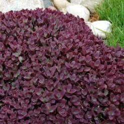 Sunsparkler® 'Firecracker' Stonecrop -Great Garden Plants Shop sedum sunsparkler firecracker 5 sw