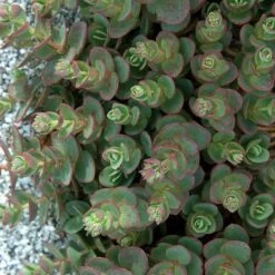 Sunsparkler® 'Lime Zinger' Stonecrop -Great Garden Plants Shop sedum sunsparkler lime zinger 3 sw