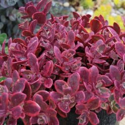 Sunsparkler® 'Wildfire' Stonecrop -Great Garden Plants Shop sedum sunsparkler wildfire 4