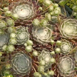 Hens & Chicks Collection -Great Garden Plants Shop sempervivum arachnoideum cobweb 2