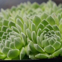Great Garden Plants Shop -Great Garden Plants Shop sempervivum chick charms sugar shimmer 2 sw