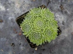 Chick Charms® Sugar Shimmer™ Hens & Chicks -Great Garden Plants Shop sempervivum chick charms sugar shimmer 3 sw