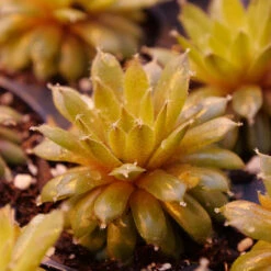 'Jade Rose' Hens & Chicks -Great Garden Plants Shop sempervivum jade rose 2