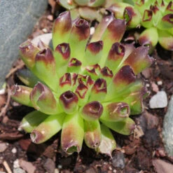 'Oddity' Hens & Chicks -Great Garden Plants Shop sempervivum oddity 4