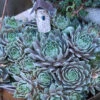'Pacific Blue Ice' Hens & Chicks