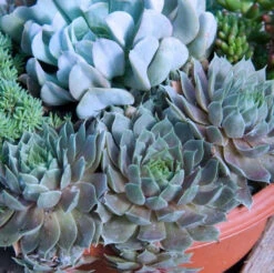'Pacific Blue Ice' Hens & Chicks -Great Garden Plants Shop sempervivum pacific blue ice 2
