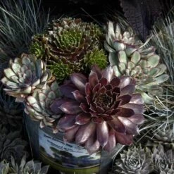 Great Garden Plants Shop -Great Garden Plants Shop sempervivum pacific devils food hen and chick 2