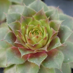 Hens & Chicks Collection -Great Garden Plants Shop sempervivum red rubin 1 ff28a4c0 33e6 40f2 bf64 eaa93507f37b