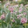Showy Milkweed