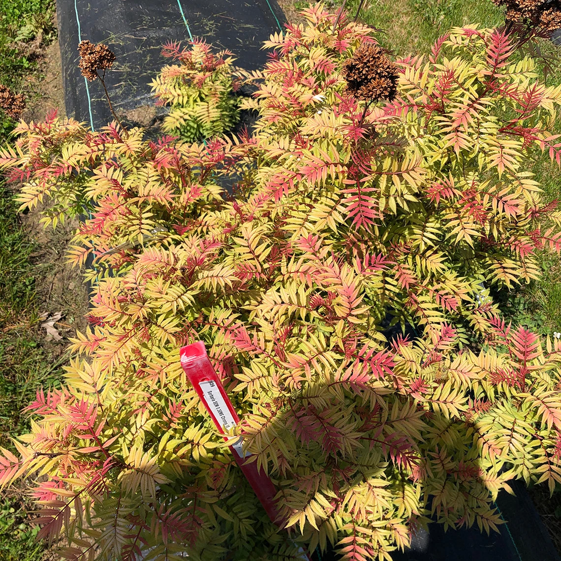 Mr. Mustard™ False Spirea Mr. Mustard™ False Spirea -Great Garden Plants Shop sorbaria mr mustard 2