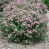 Double Play® Artisan® Spirea