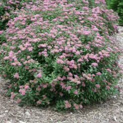 Double Play® Artisan® Spirea