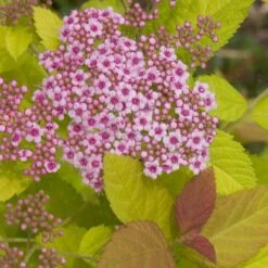 Double Play Big Bang® Spirea -Great Garden Plants Shop spiraea double play big bang 3 sw