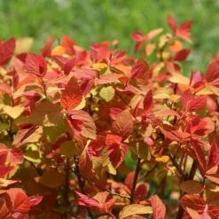 Double Play Big Bang® Spirea -Great Garden Plants Shop spiraea double play big bang 4 sw