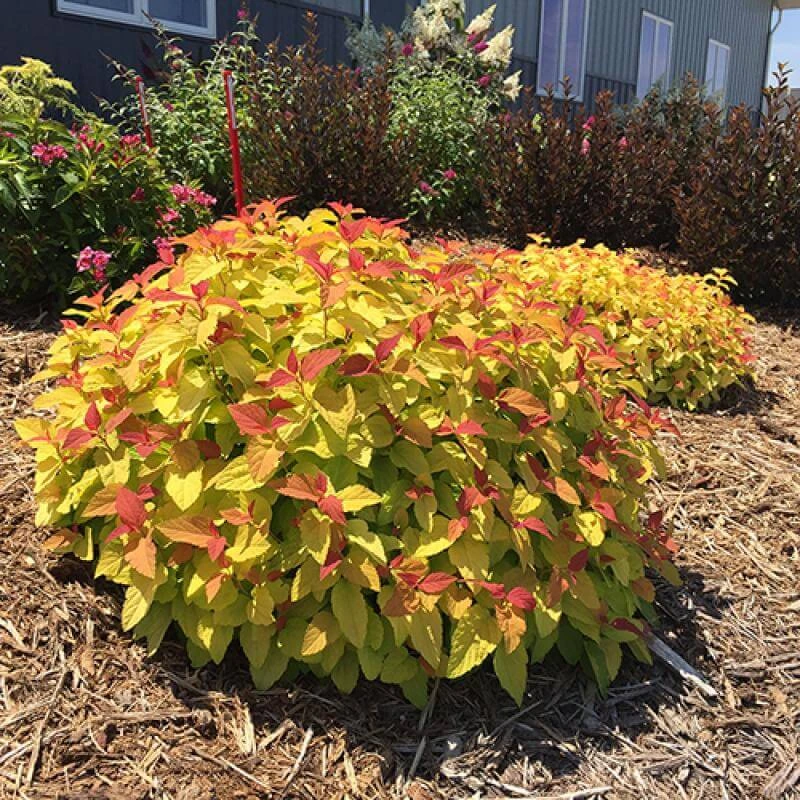 Double Play® Candy Corn® Spirea Double Play® Candy Corn® Spirea -Great Garden Plants Shop spiraea double play candy corn 1 sw
