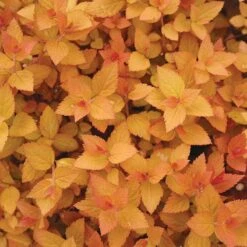 Double Play® Candy Corn® Spirea 2 Double Play® Candy Corn® Spirea -Great Garden Plants Shop spiraea double play candy corn 3 sw