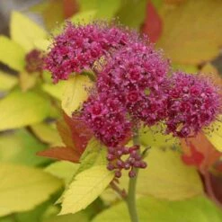 Double Play® Candy Corn® Spirea 3 Double Play® Candy Corn® Spirea -Great Garden Plants Shop spiraea double play candy corn 4 sw