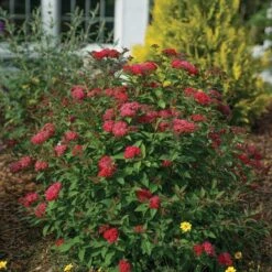 Double Play Doozie® Reblooming Spirea -Great Garden Plants Shop spiraea double play doozie 3 sw