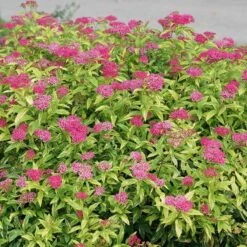 Double Play® Painted Lady® Spirea -Great Garden Plants Shop spiraea double play painted lady 3 sw