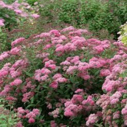 Double Play® Pink Spirea -Great Garden Plants Shop spiraea double play pink 3 sw