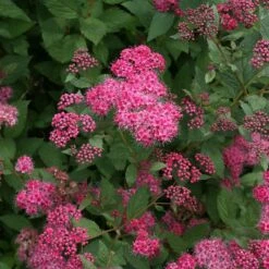 Double Play® Pink Spirea -Great Garden Plants Shop spiraea double play pink 4 sw