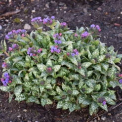'Spot On' Lungwort -Great Garden Plants Shop spot on lungwort 3