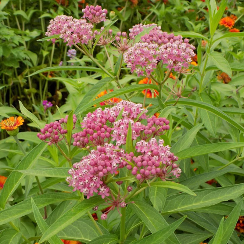 'Cinderella' Swamp Milkweed 'Cinderella' Swamp Milkweed -Great Garden Plants Shop swampmilkweedinthegarden2