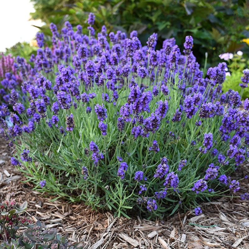 Sweet Romance® Lavender Sweet Romance® Lavender -Great Garden Plants Shop sweet romance lavandula 1