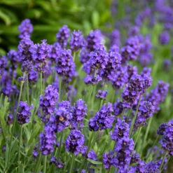 Sweet Romance® Lavender 2 Sweet Romance® Lavender -Great Garden Plants Shop sweet romance lavandula 2