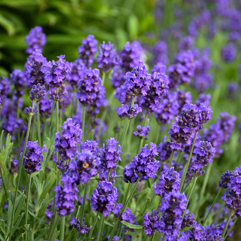 Sweet Romance® Lavender Sweet Romance® Lavender -Great Garden Plants Shop sweet romance lavandula 2