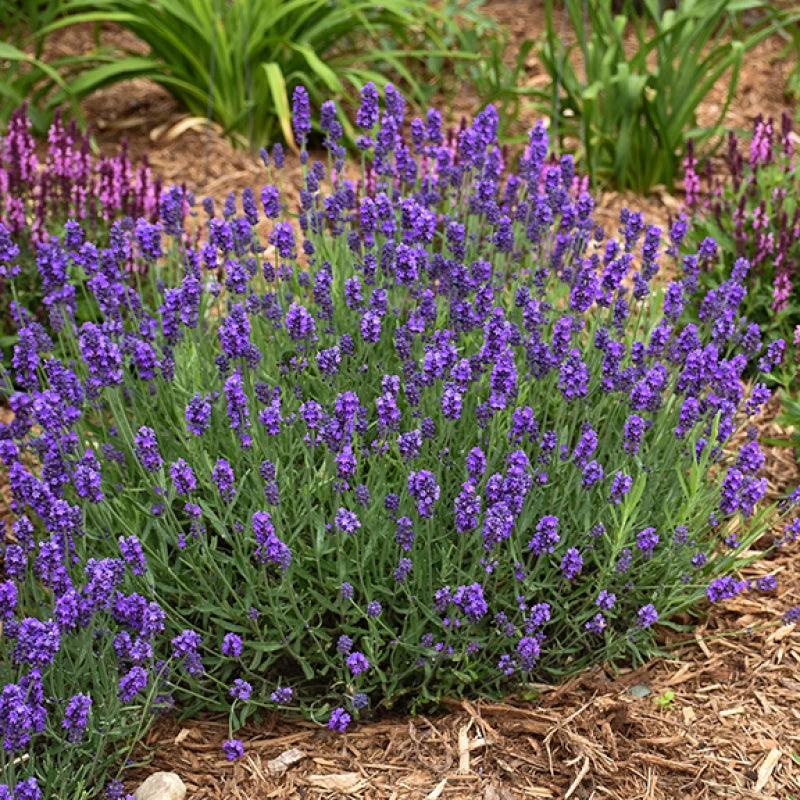 Sweet Romance® Lavender Sweet Romance® Lavender -Great Garden Plants Shop sweet romance lavandula 3