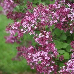 Bloomerang® Dark Purple Reblooming Lilac -Great Garden Plants Shop syringa bloomerang dark purple 1 d73cfa69 06cc 4d20 84e4 d400f67ff85a sw