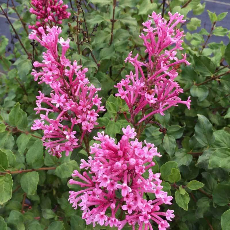 Bloomerang® Dwarf Pink Reblooming Lilac Bloomerang® Dwarf Pink Reblooming Lilac -Great Garden Plants Shop syringa bloomerang dwarf pink lilac 1 ca3fc799 919c 4a33 a461 56b08962e108 sw