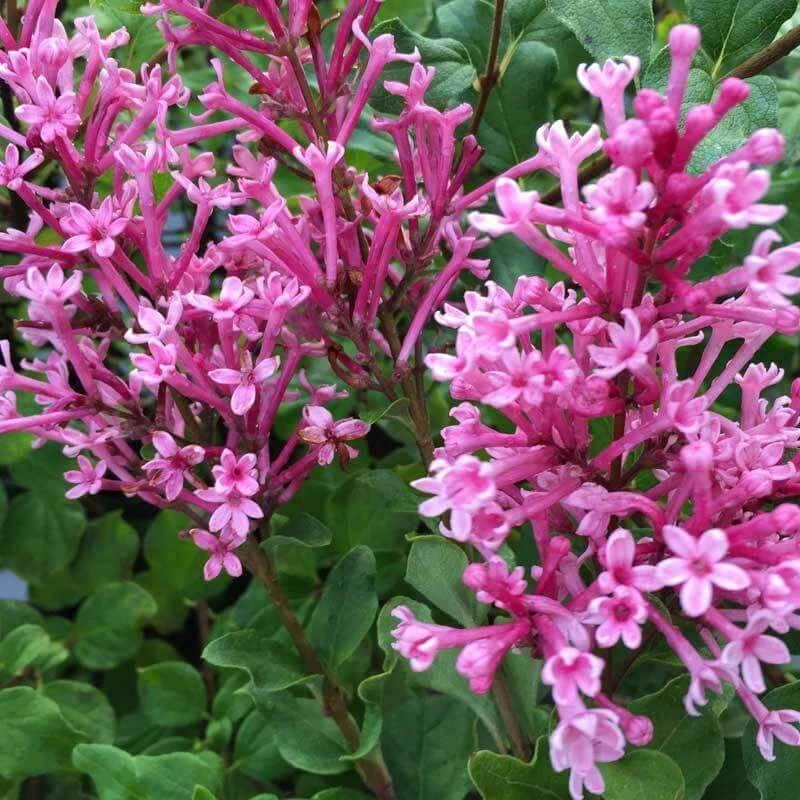 Bloomerang® Dwarf Pink Reblooming Lilac Bloomerang® Dwarf Pink Reblooming Lilac -Great Garden Plants Shop syringa bloomerang dwarf pink lilac 2 7df6e95e de0a 42c8 a75d a6461498ac63 sw