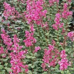 Bloomerang® Dwarf Pink Reblooming Lilac 2 Bloomerang® Dwarf Pink Reblooming Lilac -Great Garden Plants Shop syringa bloomerang dwarf pink lilac 3 90d9a641 6508 400c a33c 738aae7d525d sw