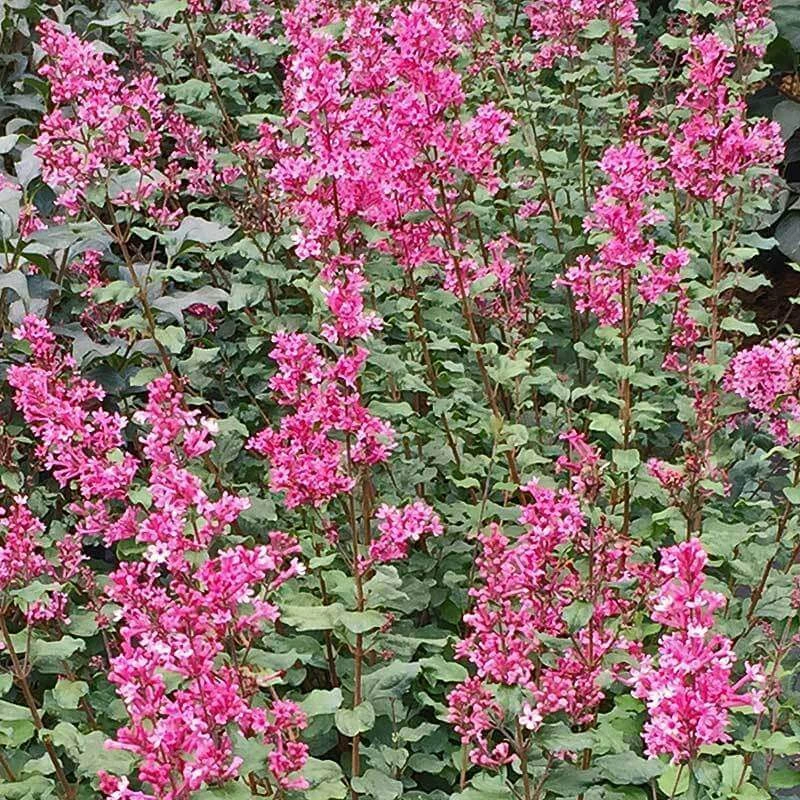Bloomerang® Dwarf Pink Reblooming Lilac Bloomerang® Dwarf Pink Reblooming Lilac -Great Garden Plants Shop syringa bloomerang dwarf pink lilac 3 90d9a641 6508 400c a33c 738aae7d525d sw