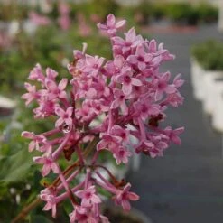 Bloomerang® Dwarf Pink Reblooming Lilac 3 Bloomerang® Dwarf Pink Reblooming Lilac -Great Garden Plants Shop syringa bloomerang dwarf pink lilac 4 8966bce5 8ef0 449e a4c9 daa5789b0725 sw
