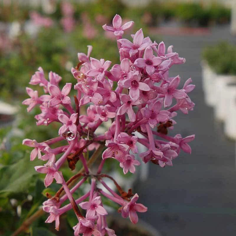 Bloomerang® Dwarf Pink Reblooming Lilac Bloomerang® Dwarf Pink Reblooming Lilac -Great Garden Plants Shop syringa bloomerang dwarf pink lilac 4 8966bce5 8ef0 449e a4c9 daa5789b0725 sw