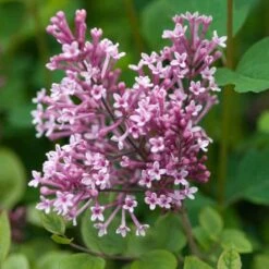 Bloomerang® Dwarf Pink Reblooming Lilac 4 Bloomerang® Dwarf Pink Reblooming Lilac -Great Garden Plants Shop syringa bloomerang dwarf pink lilac 5 50a99c2d 27cc 441b 9d5a 6c5c9f36fb3a sw