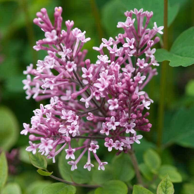 Bloomerang® Dwarf Pink Reblooming Lilac Bloomerang® Dwarf Pink Reblooming Lilac -Great Garden Plants Shop syringa bloomerang dwarf pink lilac 5 50a99c2d 27cc 441b 9d5a 6c5c9f36fb3a sw