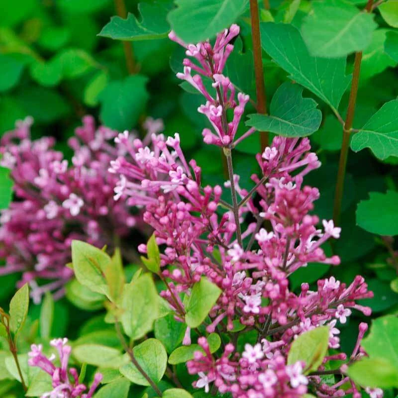 Bloomerang® Dwarf Pink Reblooming Lilac Bloomerang® Dwarf Pink Reblooming Lilac -Great Garden Plants Shop syringa bloomerang dwarf pink lilac 6 ebc88012 3b1b 494c 9eef 9d46293e6941 sw